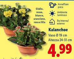 Kalanchoe