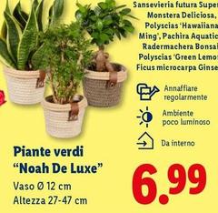 Piante Verdi 