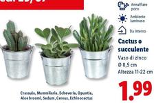 Cactus O Succulente
