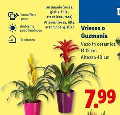 Vriesea O Guzmania