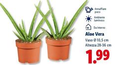 Aloe Vera