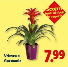 Vriesea O Guzmania