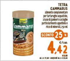 Tetra -  Gammarus