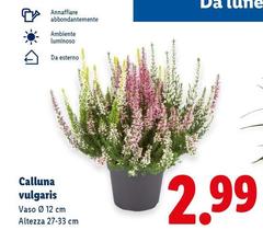 Calluna Vulgaris