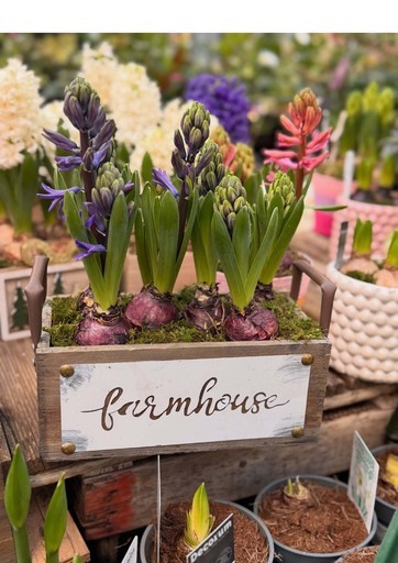 Florarici - ALLSTORES