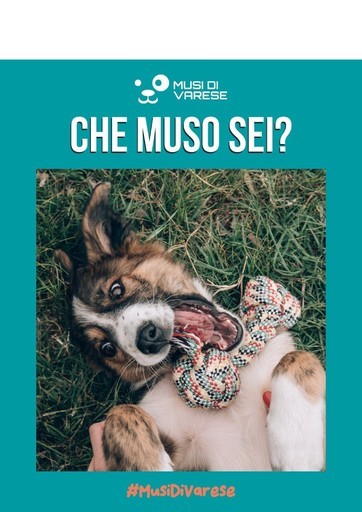 Volantino Iper Animal