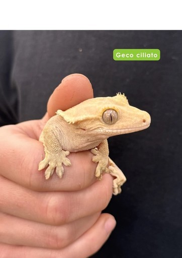 Florarici - ALLSTORES