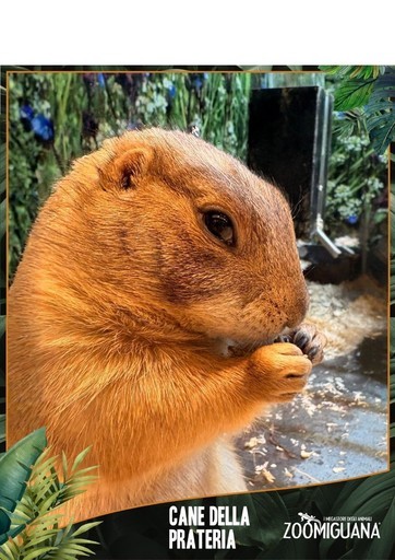 Volantino Zoomiguana