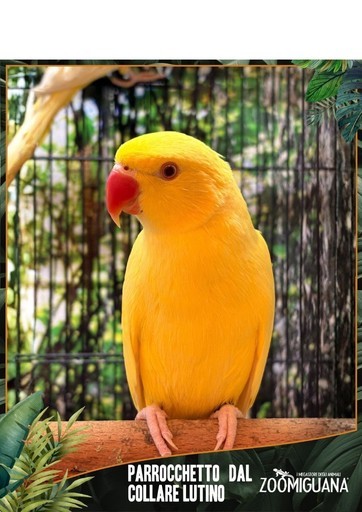 Volantino Zoomiguana